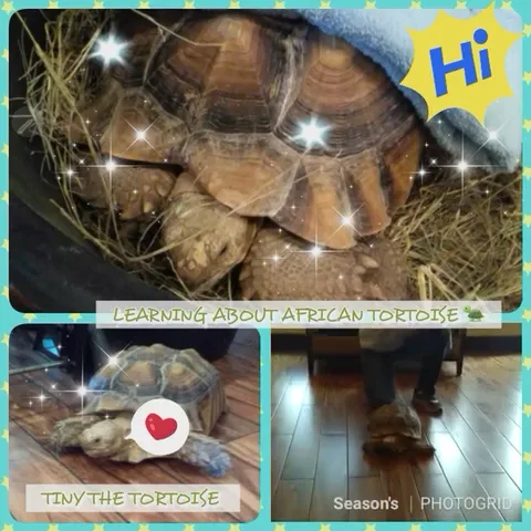 Residents meeting Tiny the tortoise during an animal visit at Seasons
