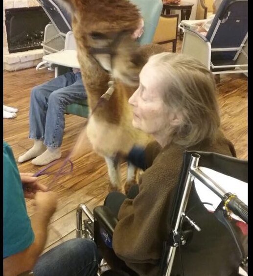 A gentle alpaca stops by during activity time.